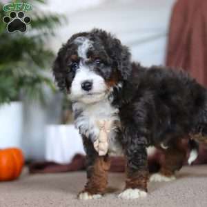 Maverick, Mini Bernedoodle Puppy