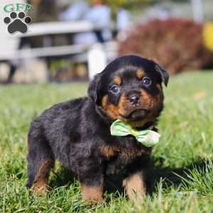 Maverick, Rottweiler Puppy