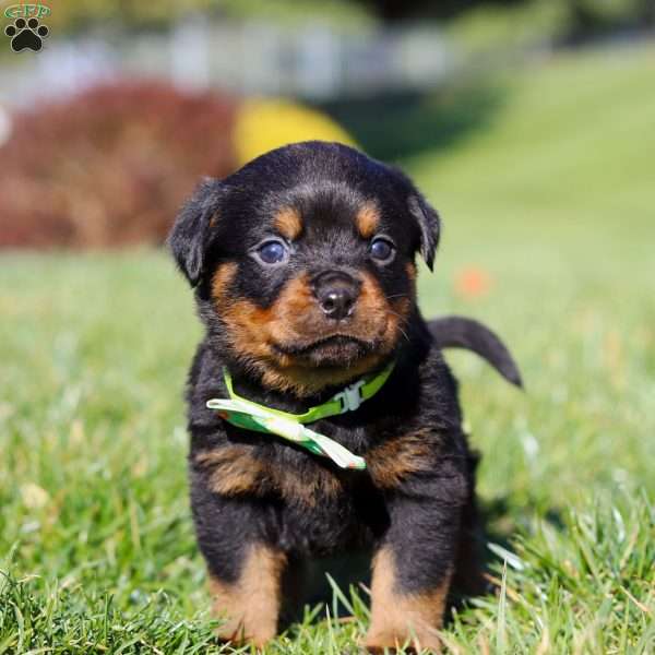 Maverick, Rottweiler Puppy