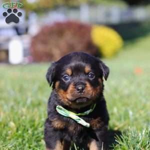 Maverick, Rottweiler Puppy