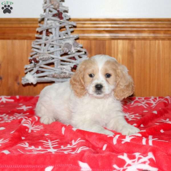 Maverick, Miniature Poodle Mix Puppy