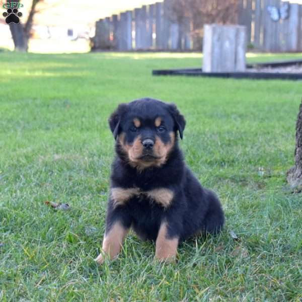 Maverick, Rottweiler Puppy