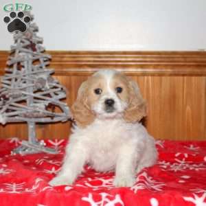 Maverick, Miniature Poodle Mix Puppy