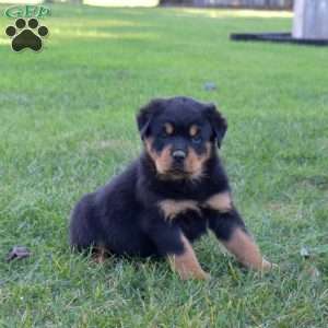 Maverick, Rottweiler Puppy
