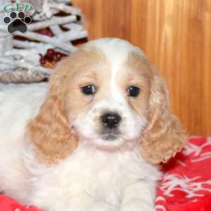 Maverick, Miniature Poodle Mix Puppy