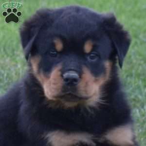 Maverick, Rottweiler Puppy