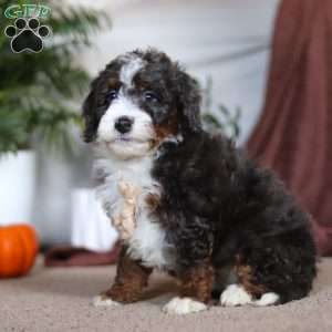 Maverick, Mini Bernedoodle Puppy