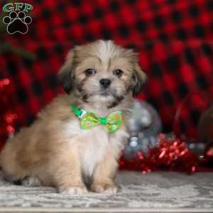 Max, Lhasa Apso Puppy