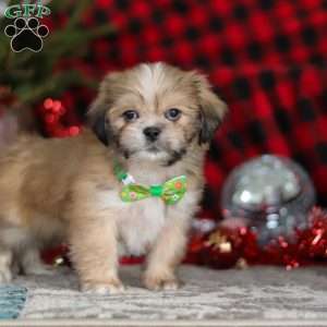 Max, Lhasa Apso Puppy