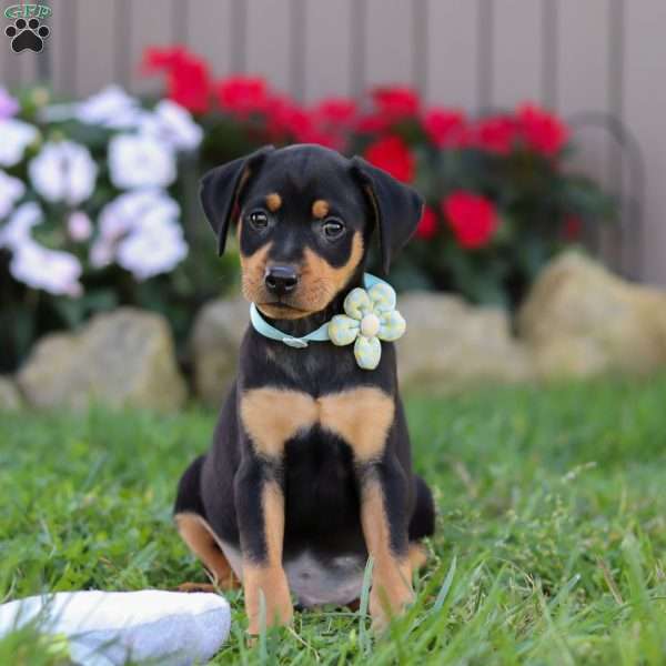 Max, Miniature Pinscher Puppy