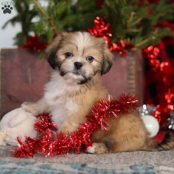 Max, Lhasa Apso Puppy