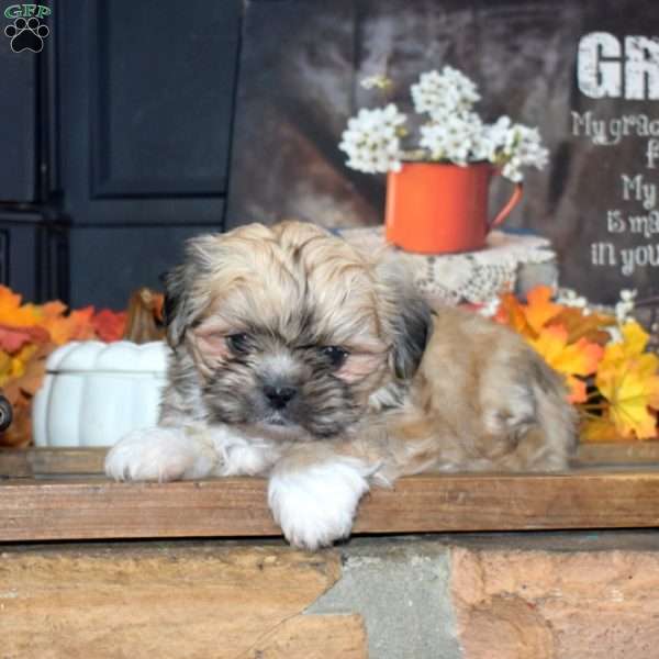 Max, Shih Tzu Puppy
