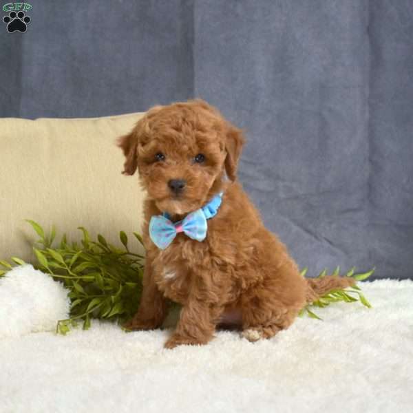Max, Toy Poodle Puppy