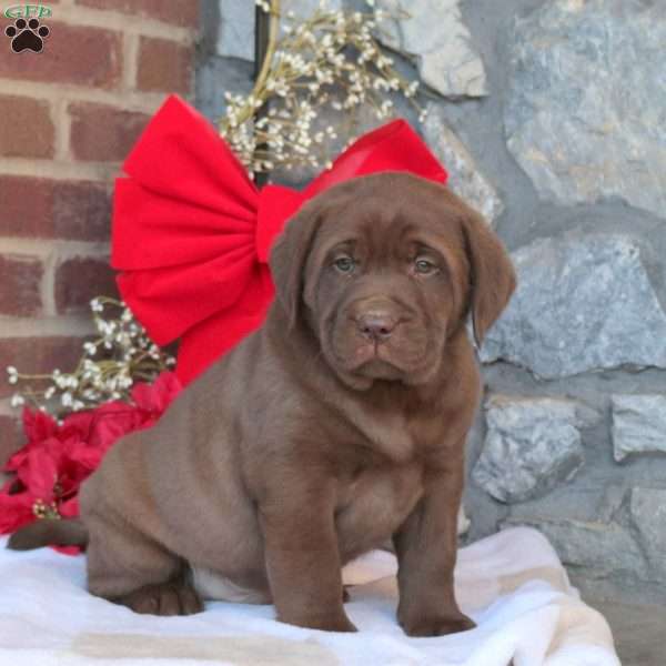 Max, Chocolate Labrador Retriever Puppy