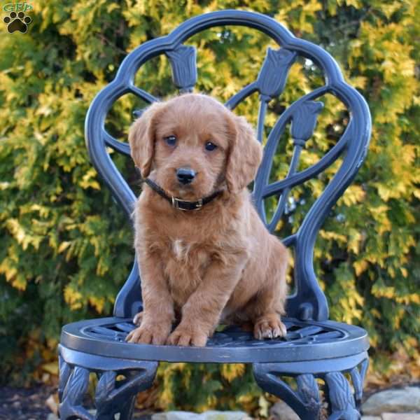 Max, Labradoodle Puppy