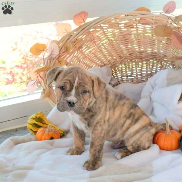 Max, EngAm Bulldog Puppy