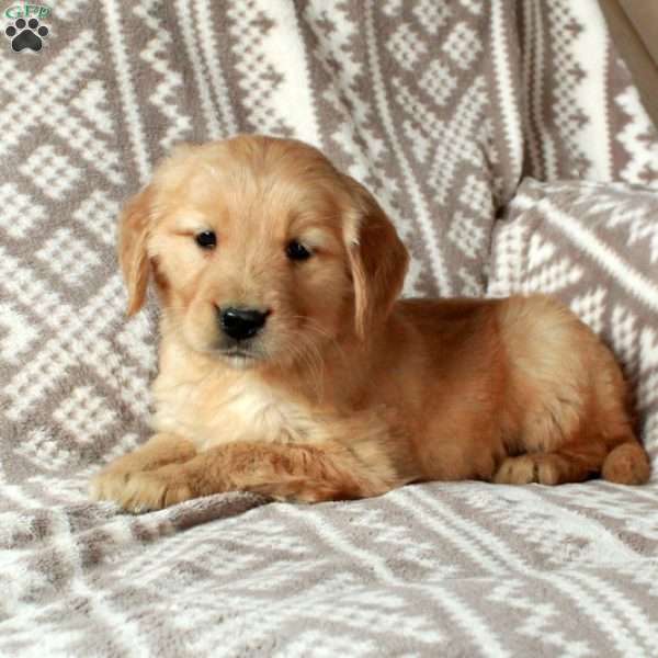 Max, Golden Retriever Puppy