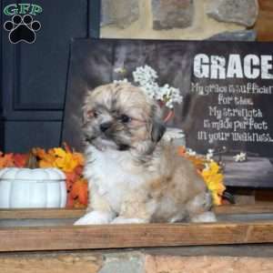 Max, Shih Tzu Puppy