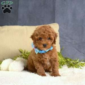 Max, Toy Poodle Puppy