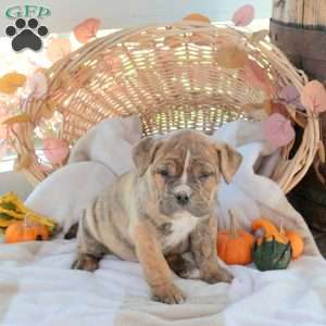 Max, EngAm Bulldog Puppy