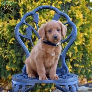 Max, Labradoodle Puppy