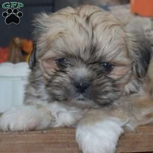 Max, Shih Tzu Puppy