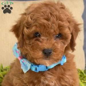 Max, Toy Poodle Puppy