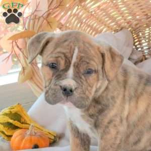 Max, EngAm Bulldog Puppy