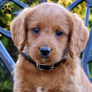 Max, Labradoodle Puppy