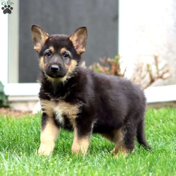 Max, German Shepherd Puppy