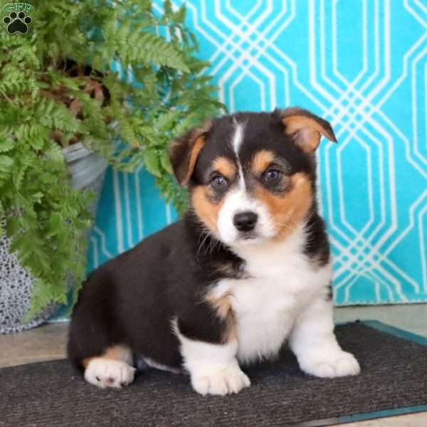 Max, Pembroke Welsh Corgi Puppy
