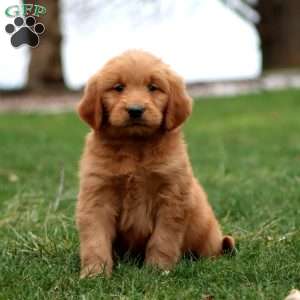 Max, Goldendoodle Puppy