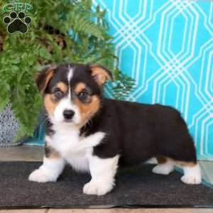 Max, Pembroke Welsh Corgi Puppy