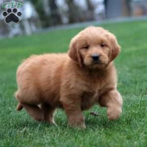 Max, Goldendoodle Puppy