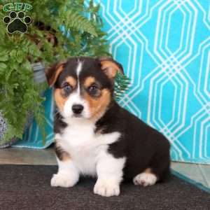 Max, Pembroke Welsh Corgi Puppy