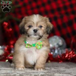 Max, Lhasa Apso Puppy