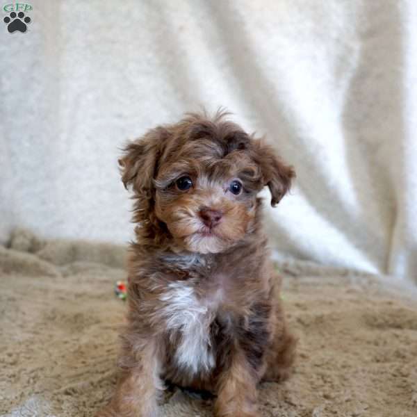 Max, Toy Poodle Puppy