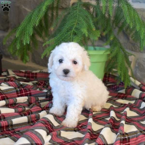 Maxwell, Bichon Frise Puppy
