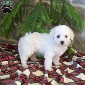 Maxwell, Bichon Frise Puppy