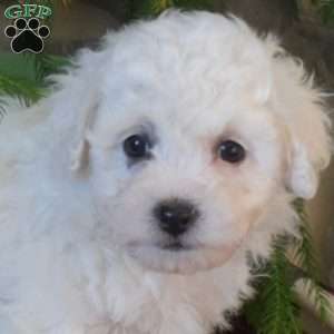 Maxwell, Bichon Frise Puppy