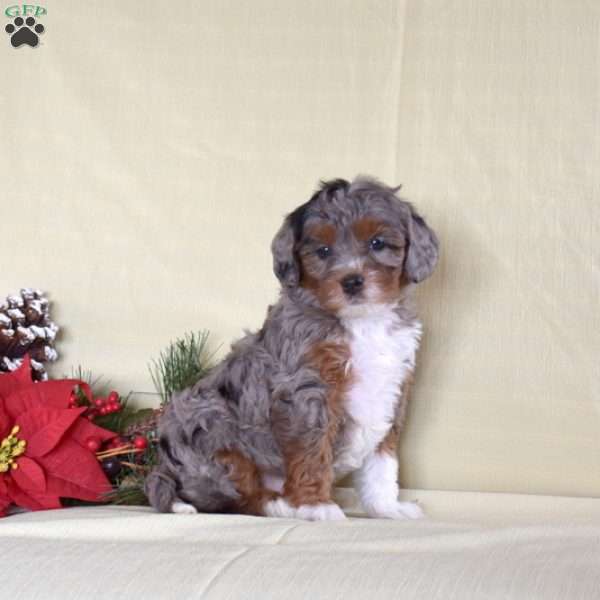 Megan, Miniature Poodle Puppy