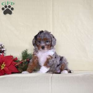 Megan, Miniature Poodle Puppy