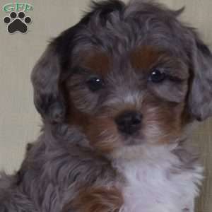 Megan, Miniature Poodle Puppy