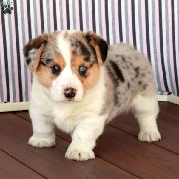 Mel, Welsh Corgi Mix Puppy