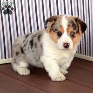 Mel, Welsh Corgi Mix Puppy