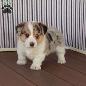 Mel, Welsh Corgi Mix Puppy