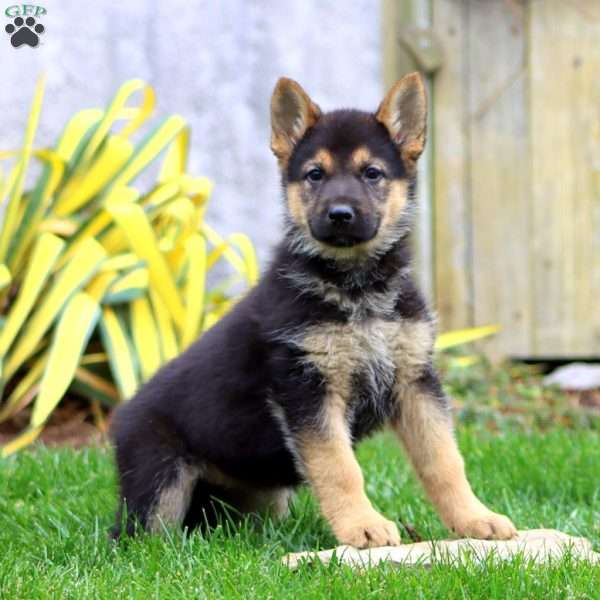 Melanie, German Shepherd Puppy