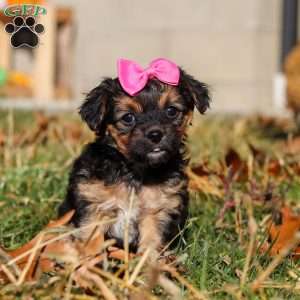 Melody, Yorkie Poo Puppy