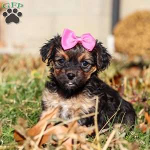 Melody, Yorkie Poo Puppy
