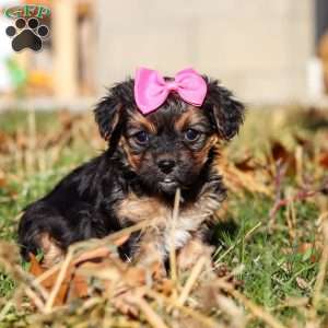 Melody, Yorkie Poo Puppy